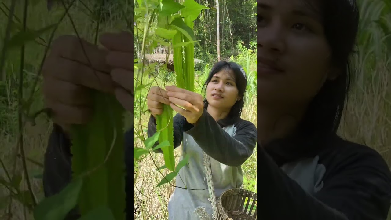 Harvesting winged beans grown in the fields.