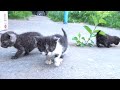 Tiny kittens take a walk and drink milk