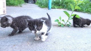 Tiny kittens take a walk and drink milk