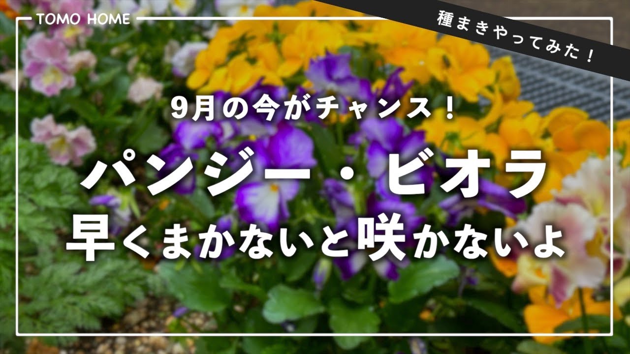 【初心者必見！】今がチャンス！パンジービオラのの種まきをやろう