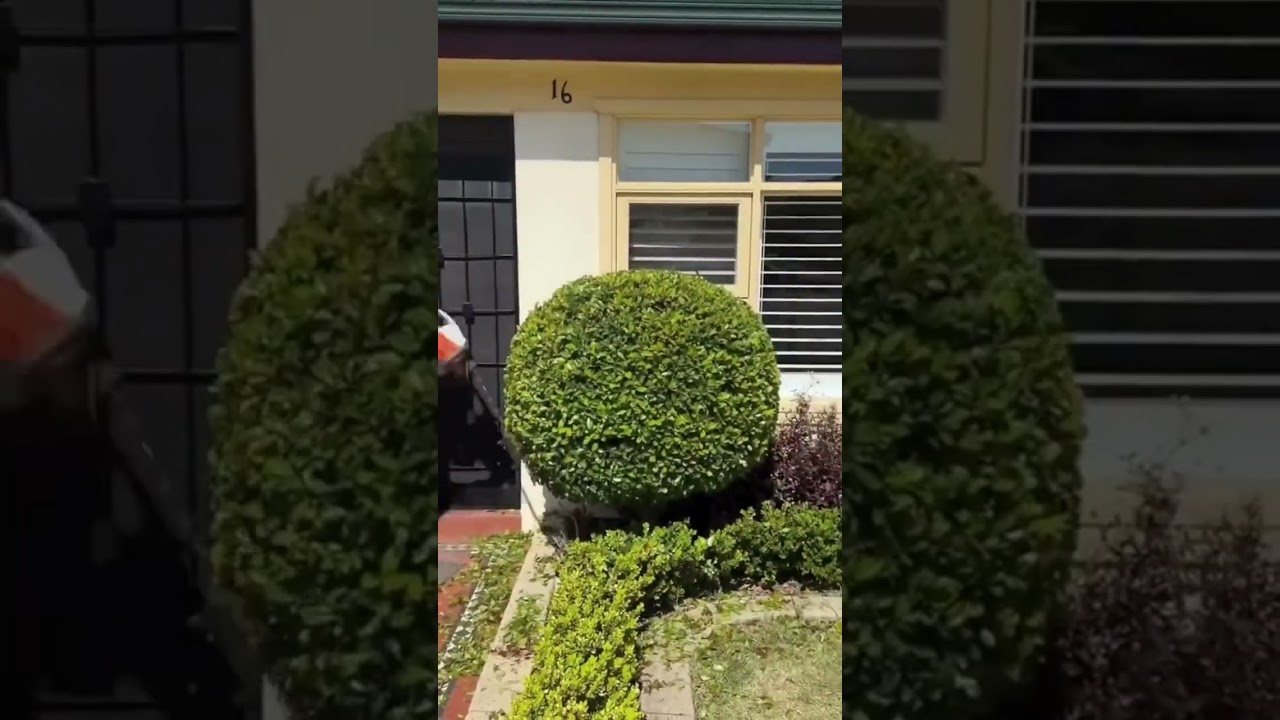 Perfectly trimmed hedges can make all the difference! 📞 Call 131 546 get a free quote! #JimsMowing