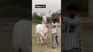 white gold horse dance 🐎🏆🏇 #horse #horses #shorts #horseriding #horsedance #youtube #punjab