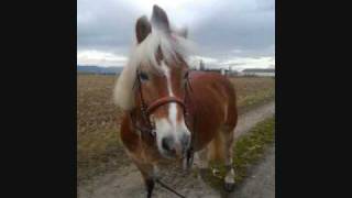 Balade En Longe Julian