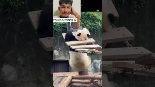 🐼 Panda Ki Masti Dekhkar Hansi Nahi Rukegi! 😂 #new #comedy #funny #vairal #panda