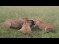 Lions feeding on a young buffalo