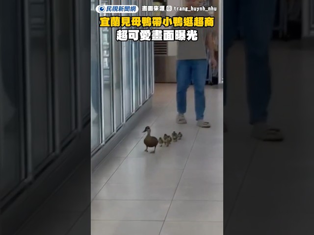 宜蘭市區驚見母鴨帶小鴨逛超商！超可愛畫面曝光｜民視新聞｜