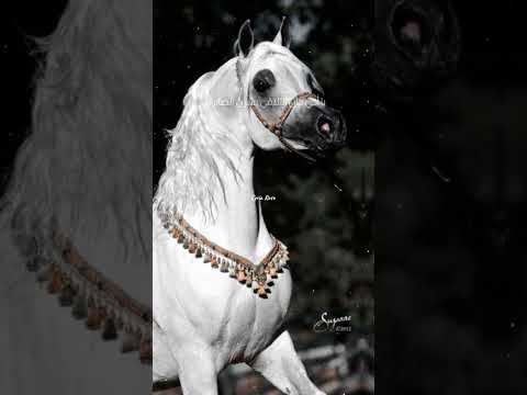 سوف نمضي دروب الحق تصميمي اناشيد اسلاميه فولو لايك كومنت اكسبلور