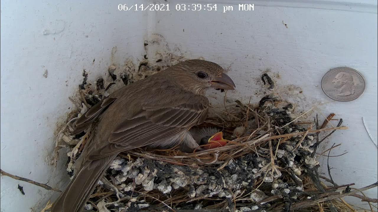 Bird Nest Live Stream YouTube