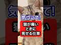 猫が痛いときに必ず見せるサインを獣医師が解説 #保護猫 #ネコ #猫 #ねこ #猫のいる暮らし #cat #獣医