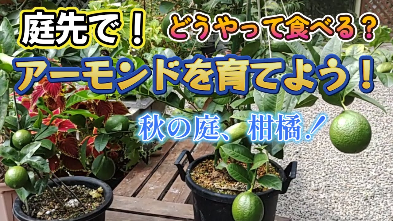 【アーモンド栽培】初めて収穫したアーモンドの味に感動！秋の庭で柑橘を満喫？これからパッションフルーツの季節だぜ！