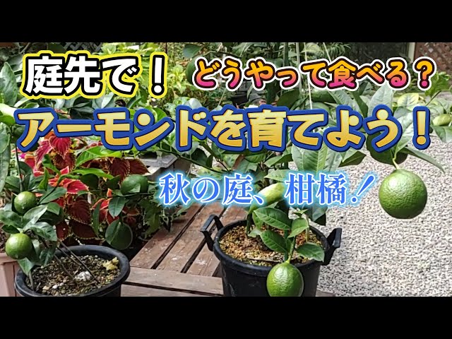 アーモンド栽培】初めて収穫したアーモンドの味に感動！秋の庭で柑橘を