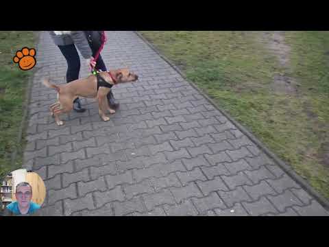 Wideo: Przegląd Agresji - Psy