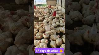 my First poultry farm ep 42 days 42|| my First Vlog myfirstvlog my_first_vlog myfirstvlogonyoutub