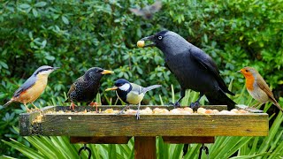 [NO ADS] Cat TV for Cats to Watch 😸 Birdtable Birds \& Squirrels 🕊️ Bird Videos \& Cat Games