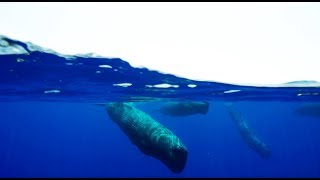 Amazing Sperm Whale Cam - Blue Planet II Behind The Scenes