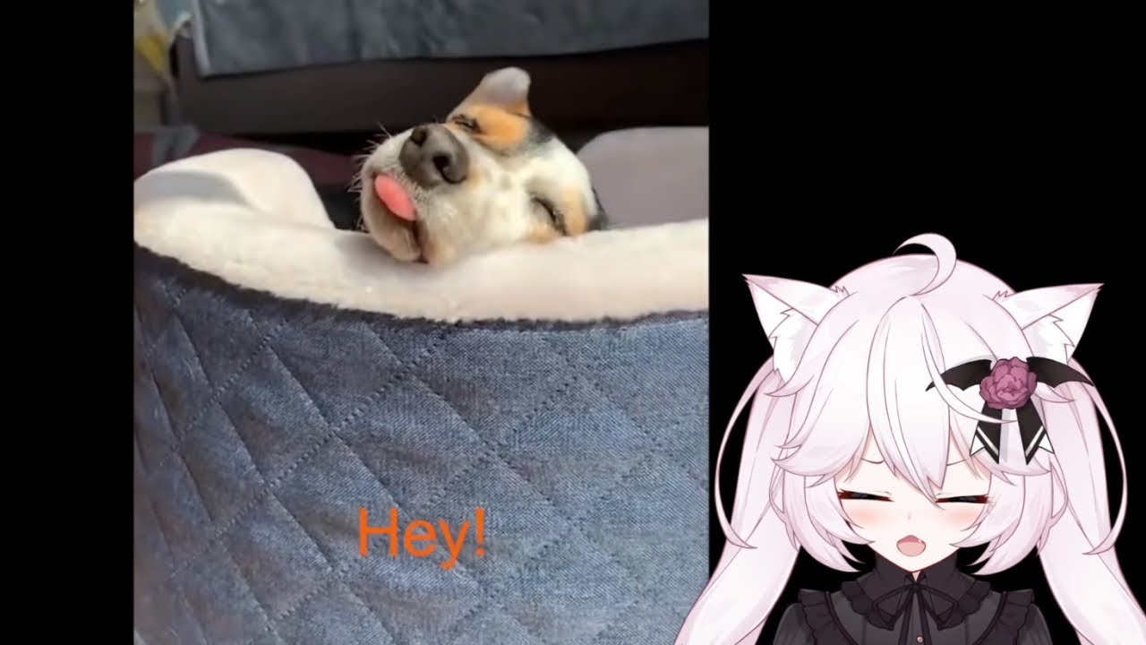 Nyanners Reacts to Funny Memes