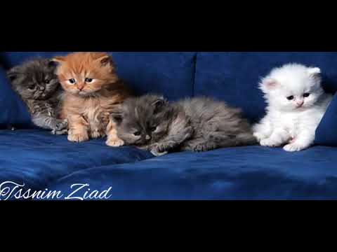 اللهم ارحم تضرعنا بين يديك وقو منا إذا اعوججنا وادعن ا اذا استقمنا وكن لنا ولا تكن علينا