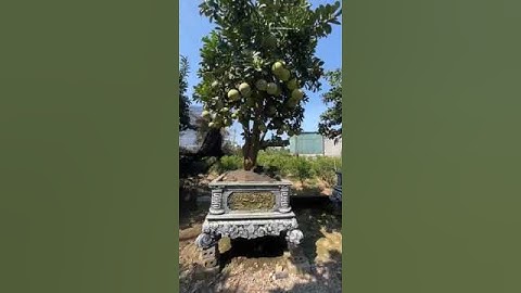 Bưởi Cảnh Tết