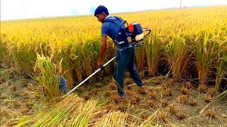 brush cutter||rice harvesting machine.. contect-8950084431