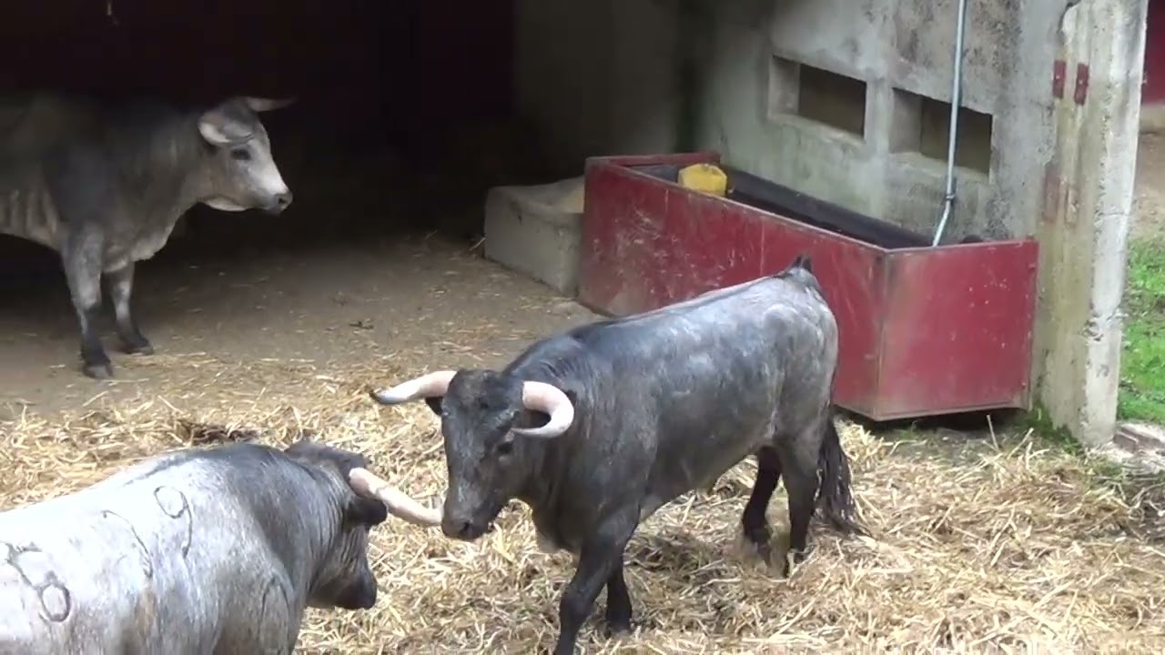 Débarquement novillos Flor de Jara, novillada des Arsouillos. musique Against all Odds - Tiko Tiko