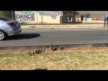 Ducks crossing Wildflower Park to get to Wildwood Elementary school