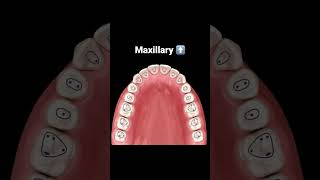 Endo Access CHEAT SHEET - 🦷 ‘Dentistry my world’ #rootcanals #rootcanaltherapy #dentistry #teeth