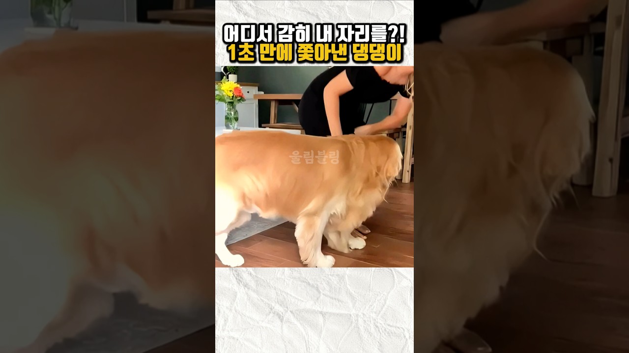 다른 강아지 안아줬더니, 골든리트리버가 벌인 역대급 행동#Shorts #골든리트리버 #강아지질투 #댕댕이 #반려동물