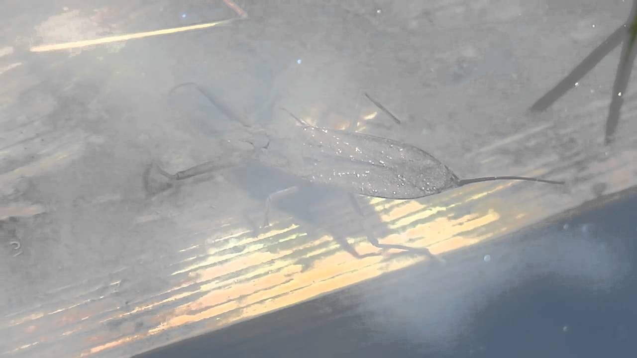 タイコウチ Laccotrephes japonensis