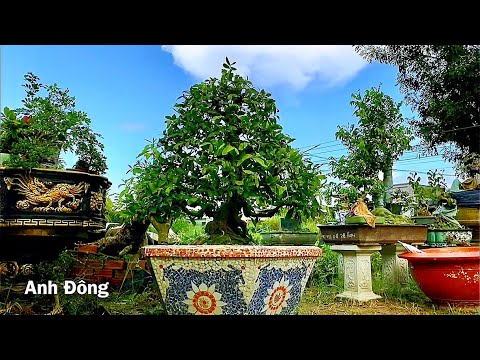 Video Uốn cây mai bao lâu mới tháo dây và uốn lại - youtube