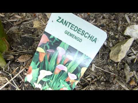 Video: Calla Eller Zantedeschia Etiopisk - Inomhusodling