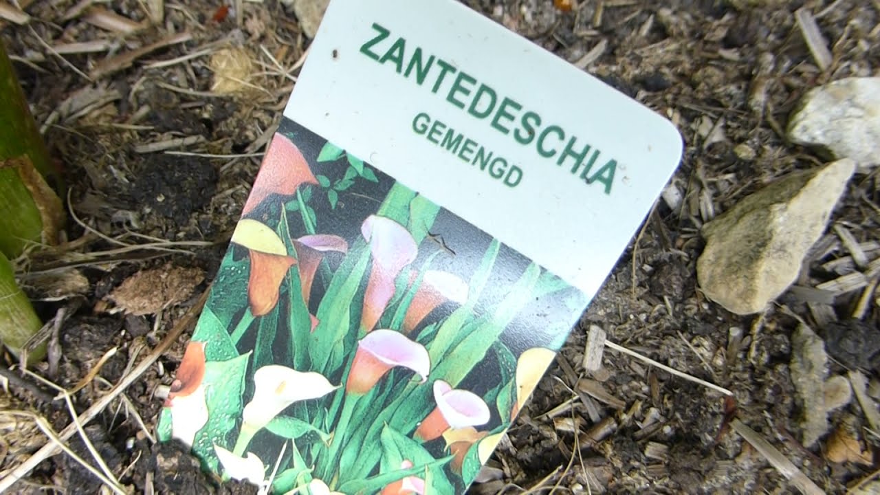 Calla lilly - Zantedeschia Gemengd - Gullkalla - Stofuplöntur - Sumarblóm - Gul blóm