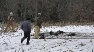 Trapping and relocating turkeys from Barry County to Lake County
