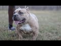 Ptw kennels ep 6 american bully puppies on the way  what i feed my dogs  studs availabe