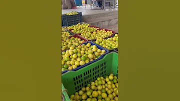 40 क ल न ब यह Biggest Lemon Market Of India AGRIL CAREER 