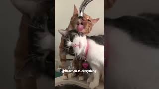 Самые смешные приколы 13 выпуск 😂😂😂 #catshorts, #funnyshorts, #virusshorts