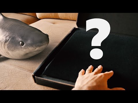Youtube Gift for Baby Shark