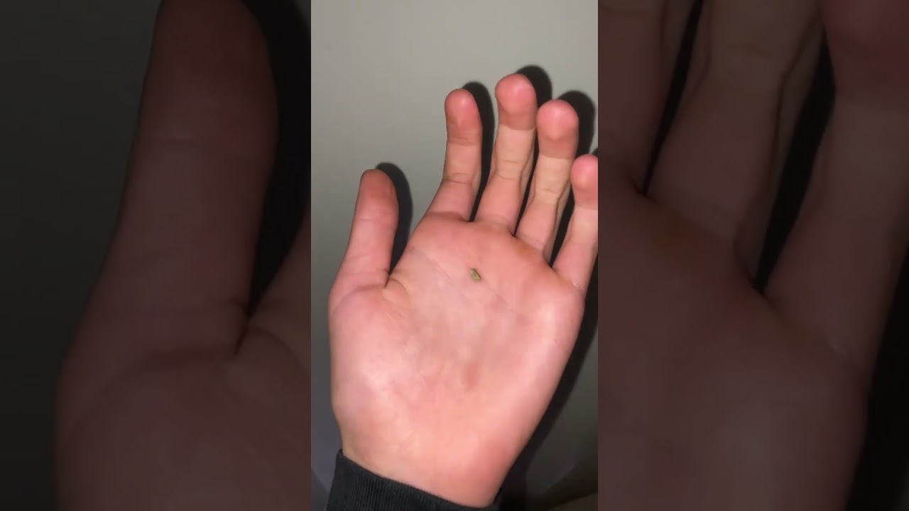 Egg To MASSIVE Crowned Stick Insect 🔥🔥 