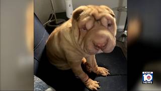 Animal Advocate: Dog dies after groomer's visit in Miami-Dade