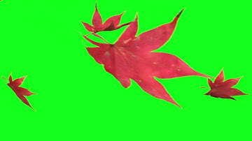 Leaf Transitions GreenScreen