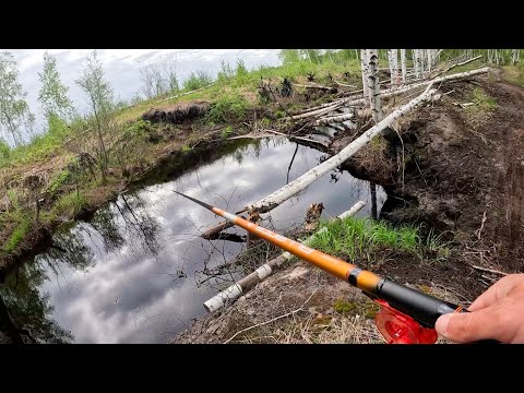 Видео: Карасей НАЛОВИЛ и ПОПАЛ в ЦАРСТВО ГРИБНОЕ. ГРибалка в мае, ловля на поплавок в 2024