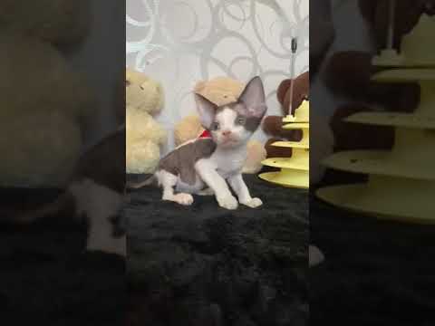 Johnny — True Handsome Devon Rex Awaits His Family