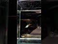 Silverado red double sword shortbody #guppy #guppyindonesia #aquarium #guppyfish #guppylovers