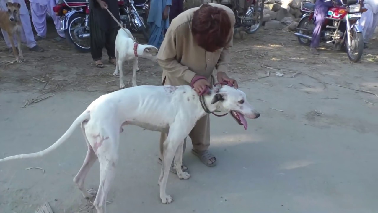 SHEKAR HE SHIKAR 2020 NEW SHIKAR TAUSA BRRAGE