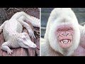 9 ANIMAUX ALBINOS LES PLUS BEAUX DU MONDE