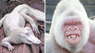 9 ANIMAUX ALBINOS LES PLUS BEAUX DU MONDE
