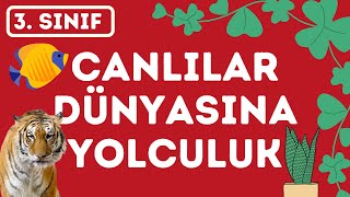 3. Sınıf Fen Bilimleri Canlılar Dünyasına Yolculuk