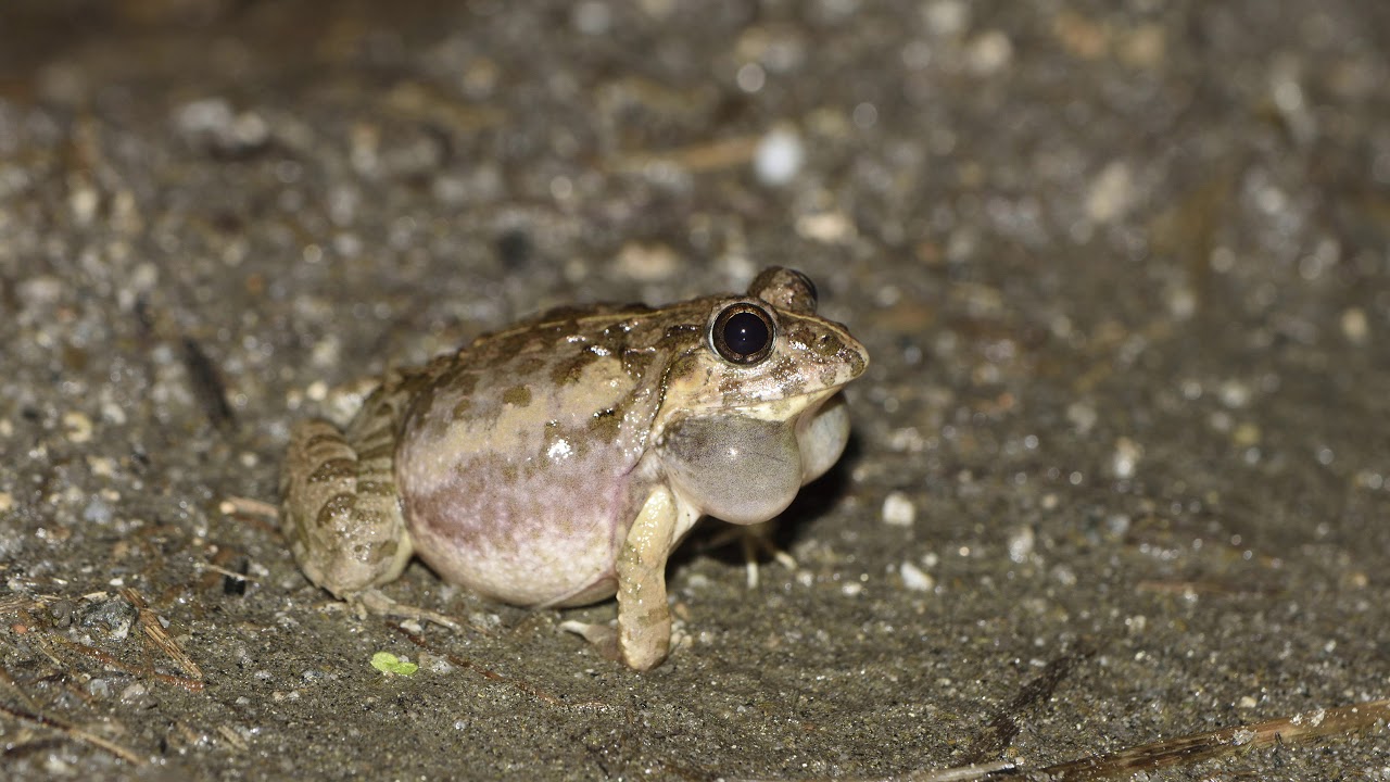 在銘 練り上げ カエル付の水指 東さ5-0922④ ヌマガエル│東よ
