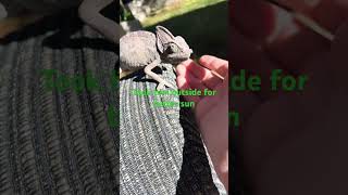 Sunshine #chameleon #reptilemom #viral