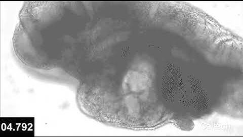 New advances in stem-cell derived mouse embryo model