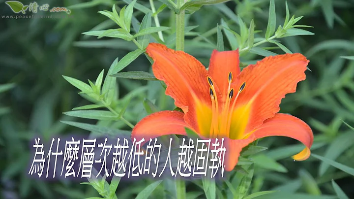 为什么层次越低的人越固执 - 天天要闻